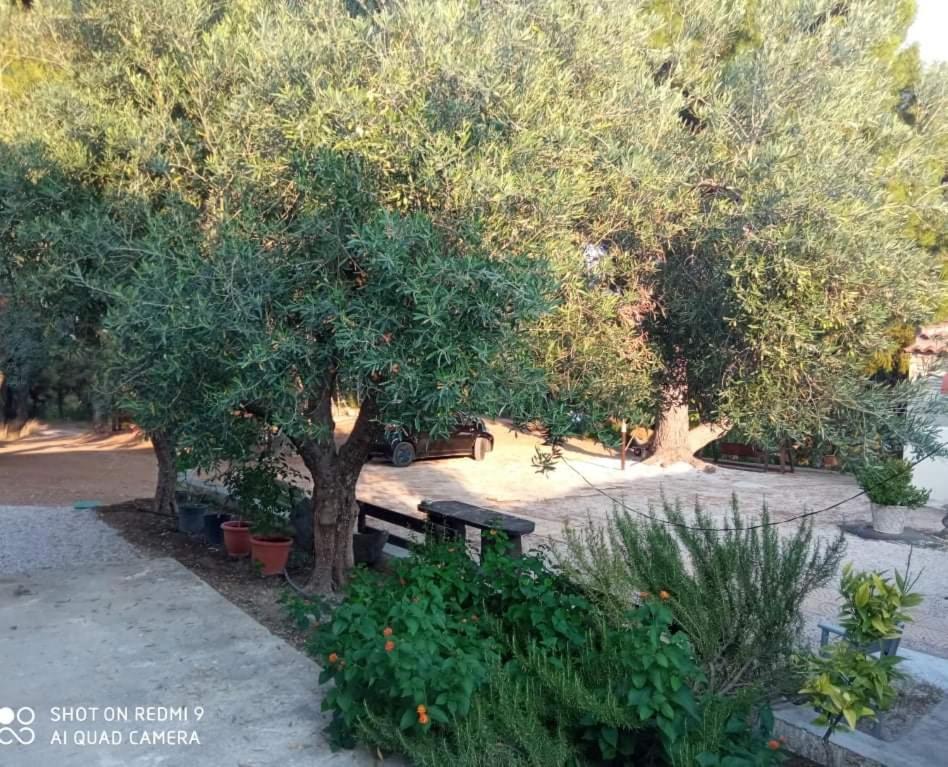 Pefkonas Apartments2 100 M From The Beach Psakoudia Room photo